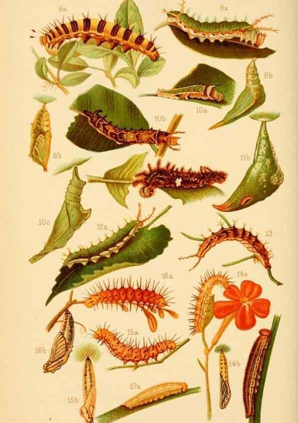 Reproducción/Reproduction 48683749381: Transactions of the Entomological Society of London.. London,The Society.. 