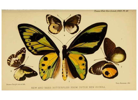 Reproducción/Reproduction 48683746971: Transactions of the Entomological Society of London.. London,The Society.. 