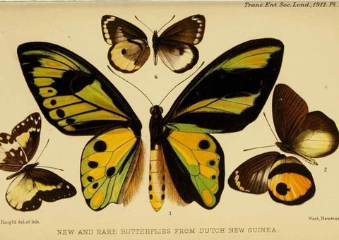 Reproducción/Reproduction 48683746971: Transactions of the Entomological Society of London.. London,The Society.. 