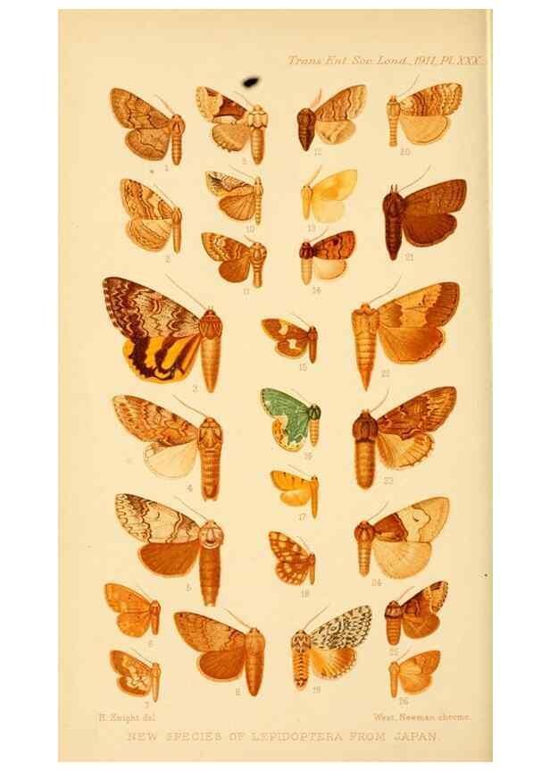 Reproducción/Reproduction 48683418528: Transactions of the Entomological Society of London.. London,The Society.. 