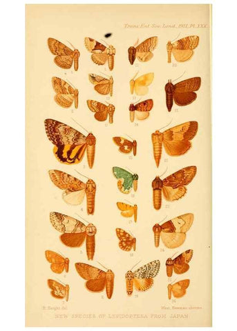 Reproducción/Reproduction 48683418528: Transactions of the Entomological Society of London.. London,The Society.. 