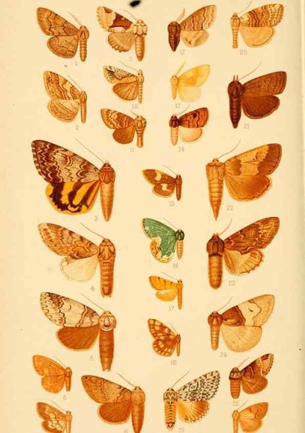 Reproducción/Reproduction 48683418528: Transactions of the Entomological Society of London.. London,The Society.. 