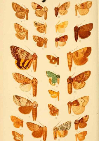 Reproducción/Reproduction 48683418528: Transactions of the Entomological Society of London.. London,The Society.. 