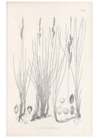 Reproducción/Reproduction 48683028803: Illustrations of the genus Carex. London :William Pamplin,1858-1867.. 