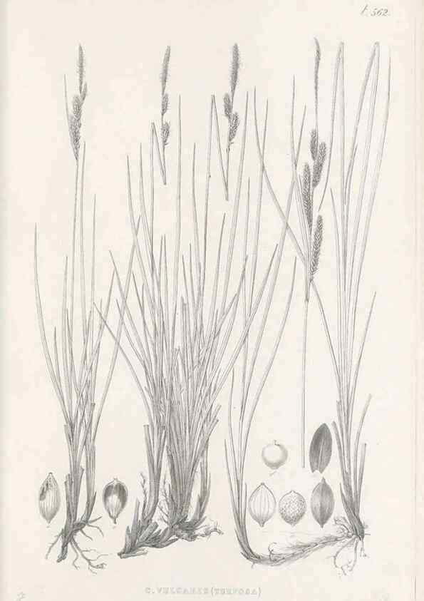 Reproducción/Reproduction 48683028803: Illustrations of the genus Carex. London :William Pamplin,1858-1867.. 
