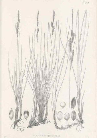 Reproducción/Reproduction 48683028803: Illustrations of the genus Carex. London :William Pamplin,1858-1867.. 