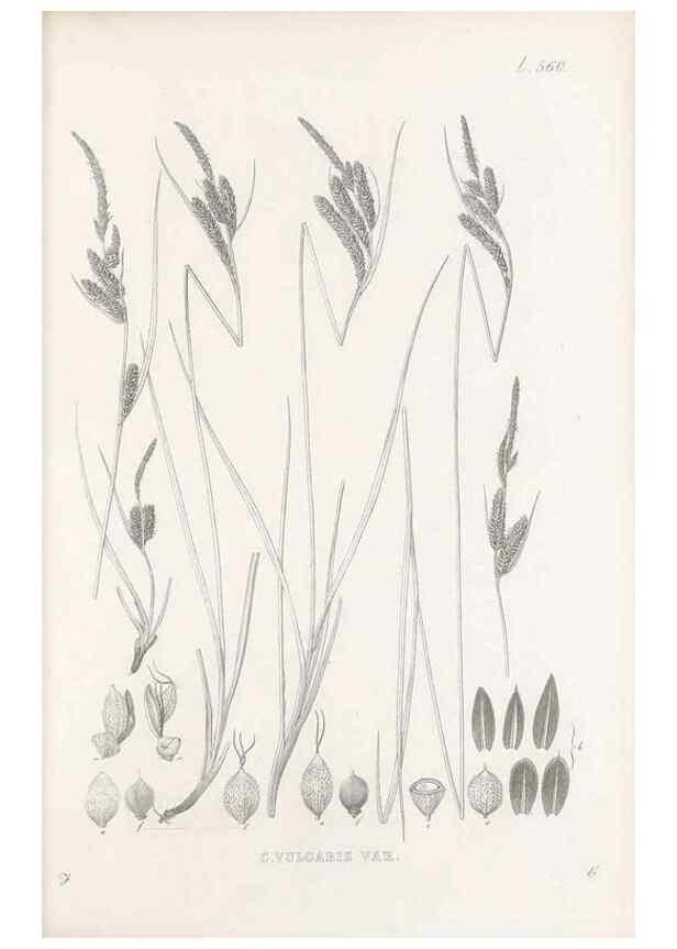Reproducción/Reproduction 48683028128: Illustrations of the genus Carex. London :William Pamplin,1858-1867.. 