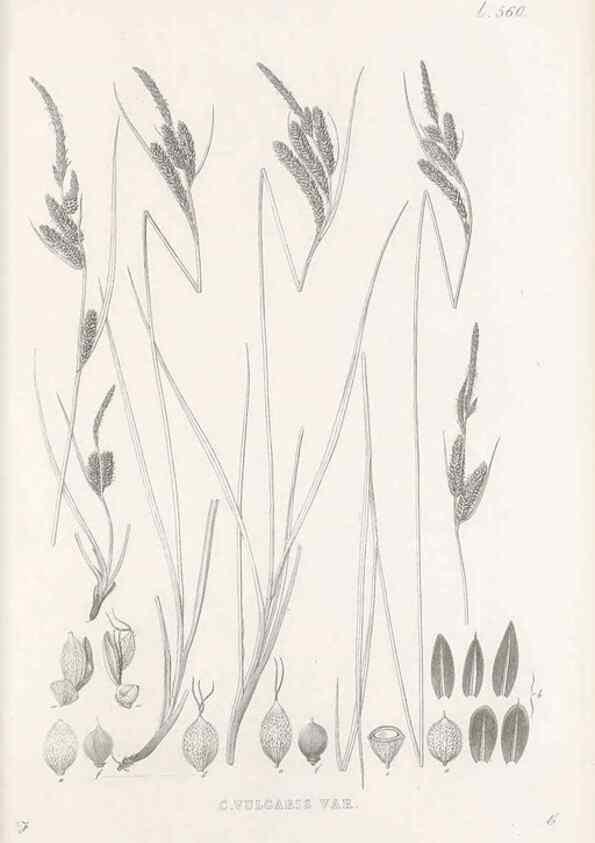 Reproducción/Reproduction 48683028128: Illustrations of the genus Carex. London :William Pamplin,1858-1867.. 
