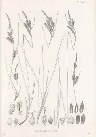 Reproducción/Reproduction 48683028128: Illustrations of the genus Carex. London :William Pamplin,1858-1867.. 