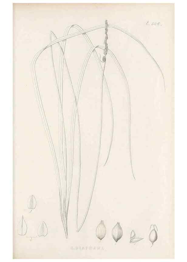 Reproducción/Reproduction 48683522007: Illustrations of the genus Carex. London :William Pamplin,1858-1867.. 