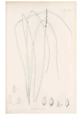 Reproducción/Reproduction 48683522007: Illustrations of the genus Carex. London :William Pamplin,1858-1867.. 