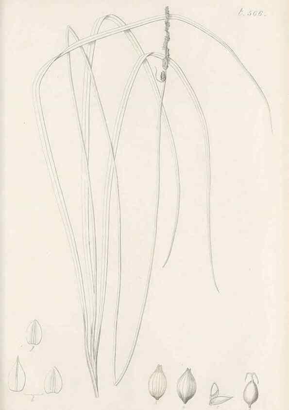 Reproducción/Reproduction 48683522007: Illustrations of the genus Carex. London :William Pamplin,1858-1867.. 