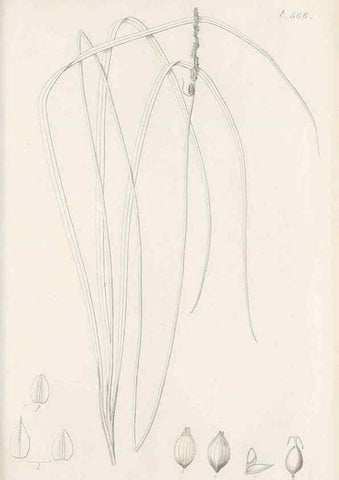 Reproducción/Reproduction 48683522007: Illustrations of the genus Carex. London :William Pamplin,1858-1867.. 