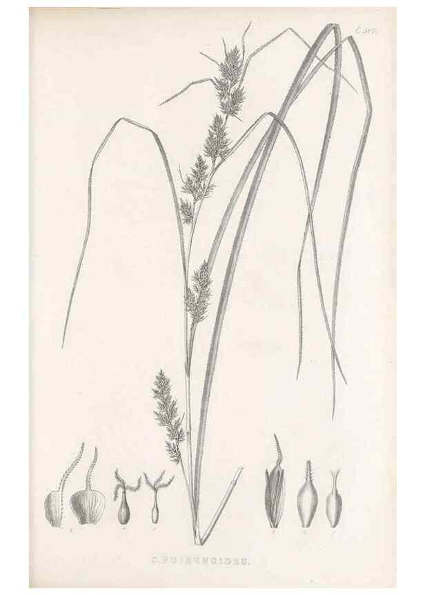 Reproducción/Reproduction 48683522277: Illustrations of the genus Carex. London :William Pamplin,1858-1867.. 