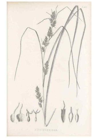 Reproducción/Reproduction 48683522277: Illustrations of the genus Carex. London :William Pamplin,1858-1867.. 