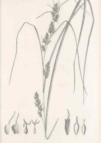 Reproducción/Reproduction 48683522277: Illustrations of the genus Carex. London :William Pamplin,1858-1867.. 