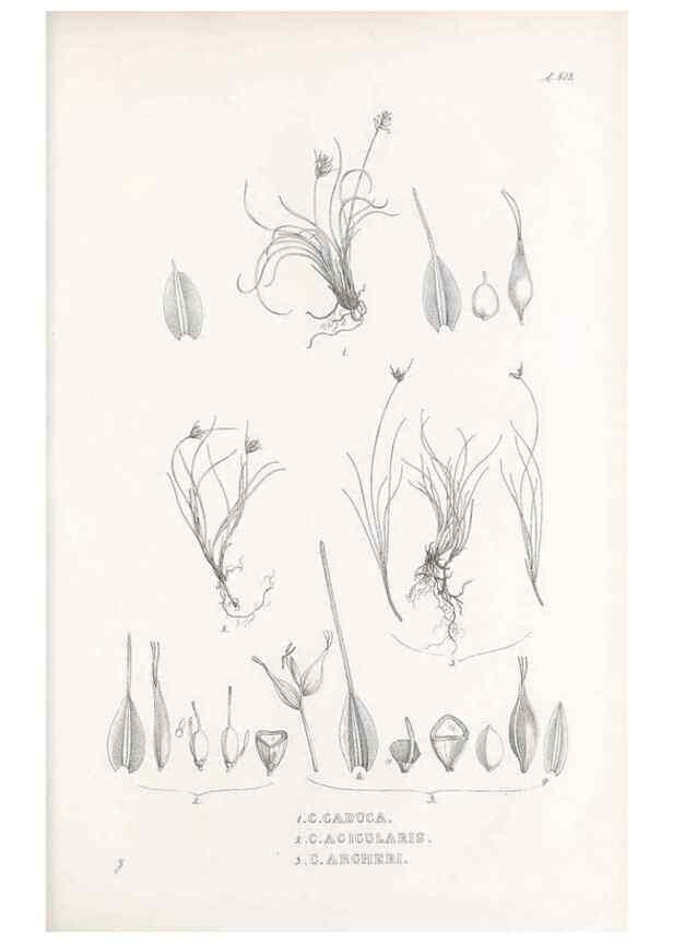 Reproducción/Reproduction 48683522592: Illustrations of the genus Carex. London :William Pamplin,1858-1867.. 