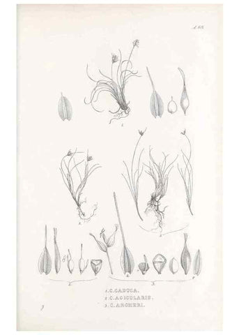 Reproducción/Reproduction 48683522592: Illustrations of the genus Carex. London :William Pamplin,1858-1867.. 