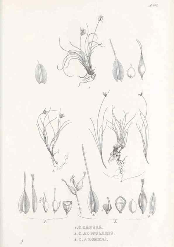 Reproducción/Reproduction 48683522592: Illustrations of the genus Carex. London :William Pamplin,1858-1867.. 