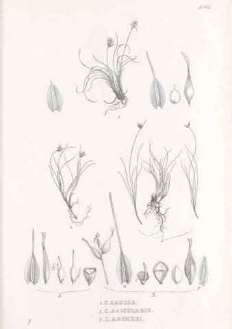 Reproducción/Reproduction 48683522592: Illustrations of the genus Carex. London :William Pamplin,1858-1867.. 