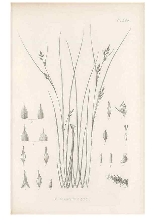 Reproducción/Reproduction 48683522907: Illustrations of the genus Carex. London :William Pamplin,1858-1867.. 