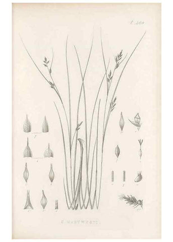 Reproducción/Reproduction 48683522907: Illustrations of the genus Carex. London :William Pamplin,1858-1867.. 