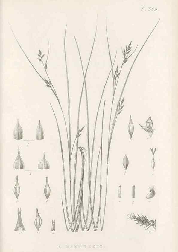 Reproducción/Reproduction 48683522907: Illustrations of the genus Carex. London :William Pamplin,1858-1867.. 