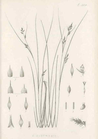 Reproducción/Reproduction 48683522907: Illustrations of the genus Carex. London :William Pamplin,1858-1867.. 