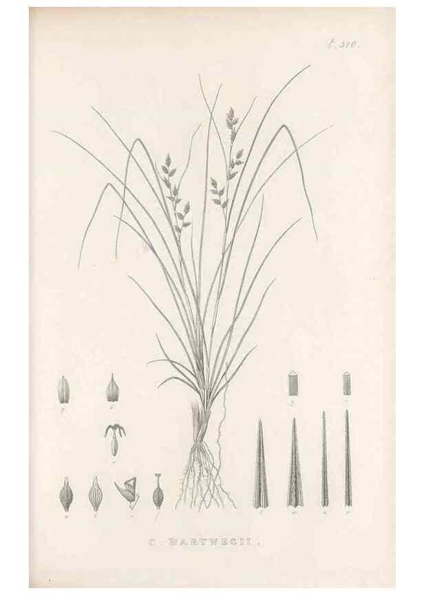 Reproducción/Reproduction 48683523212: Illustrations of the genus Carex. London :William Pamplin,1858-1867.. 
