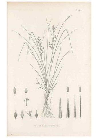 Reproducción/Reproduction 48683523212: Illustrations of the genus Carex. London :William Pamplin,1858-1867.. 