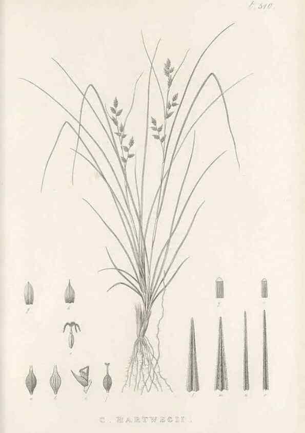 Reproducción/Reproduction 48683523212: Illustrations of the genus Carex. London :William Pamplin,1858-1867.. 