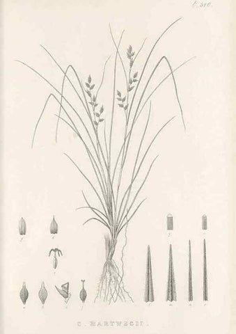 Reproducción/Reproduction 48683523212: Illustrations of the genus Carex. London :William Pamplin,1858-1867.. 