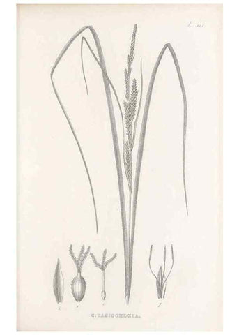 Reproducción/Reproduction 48683347991: Illustrations of the genus Carex. London :William Pamplin,1858-1867.. 