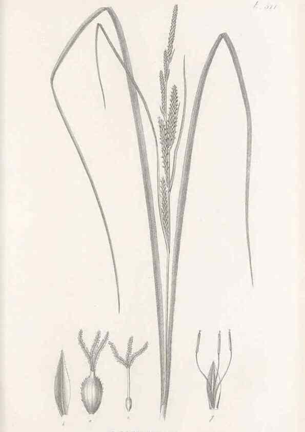Reproducción/Reproduction 48683347991: Illustrations of the genus Carex. London :William Pamplin,1858-1867.. 