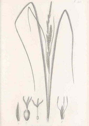Reproducción/Reproduction 48683347991: Illustrations of the genus Carex. London :William Pamplin,1858-1867.. 