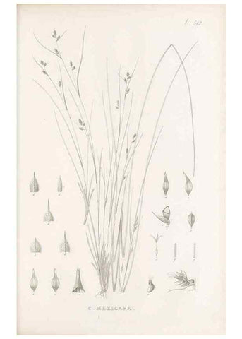 Reproducción/Reproduction 48683348246: Illustrations of the genus Carex. London :William Pamplin,1858-1867.. 
