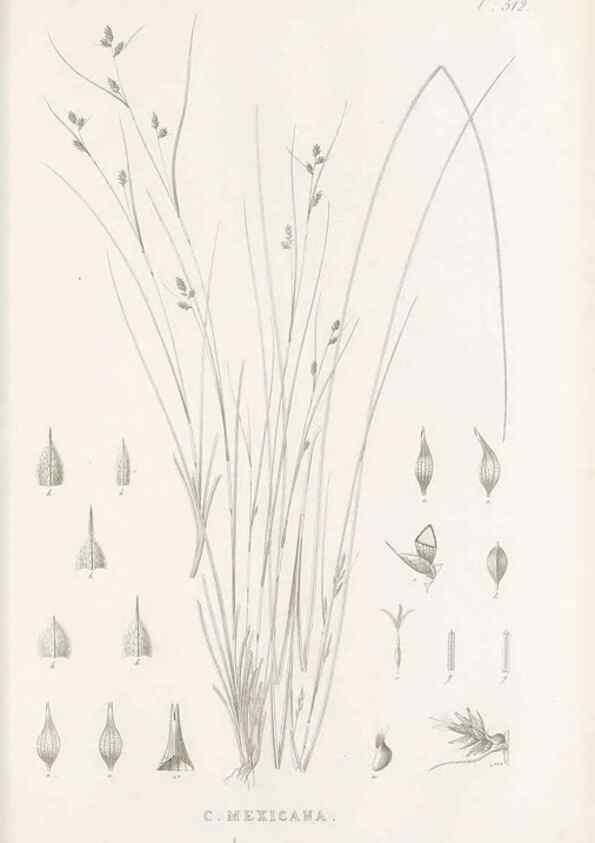Reproducción/Reproduction 48683348246: Illustrations of the genus Carex. London :William Pamplin,1858-1867.. 