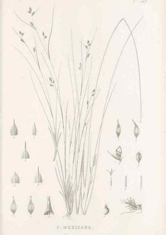 Reproducción/Reproduction 48683348246: Illustrations of the genus Carex. London :William Pamplin,1858-1867.. 