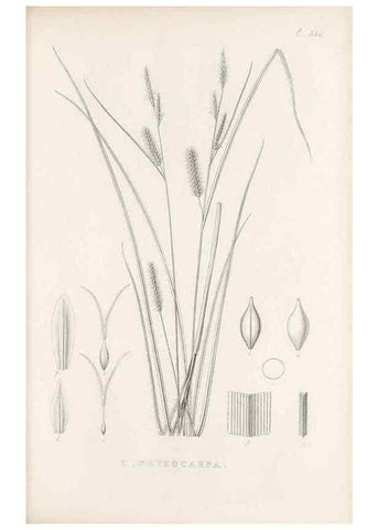 Reproducción/Reproduction 48683008673: Illustrations of the genus Carex. London :William Pamplin,1858-1867.. 