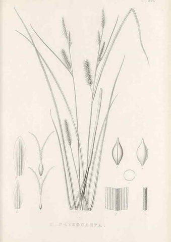Reproducción/Reproduction 48683008673: Illustrations of the genus Carex. London :William Pamplin,1858-1867.. 