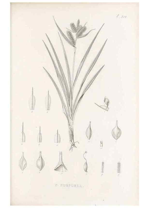 Reproducción/Reproduction 48683009018: Illustrations of the genus Carex. London :William Pamplin,1858-1867.. 