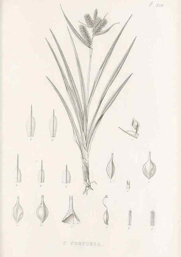 Reproducción/Reproduction 48683009018: Illustrations of the genus Carex. London :William Pamplin,1858-1867.. 