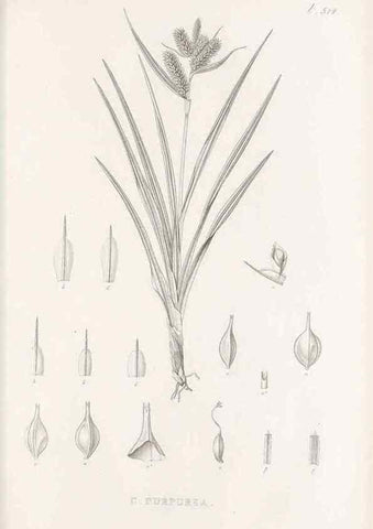 Reproducción/Reproduction 48683009018: Illustrations of the genus Carex. London :William Pamplin,1858-1867.. 