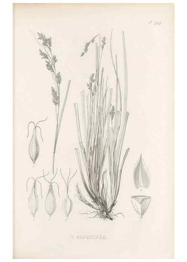 Reproducción/Reproduction 48683349161: Illustrations of the genus Carex. London :William Pamplin,1858-1867.. 
