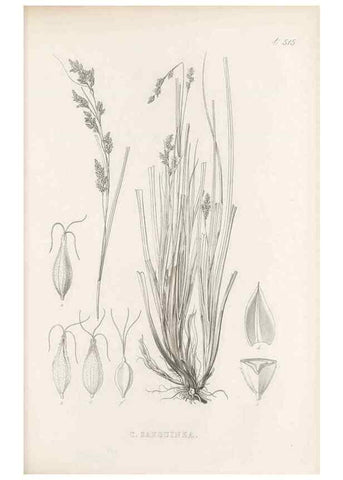 Reproducción/Reproduction 48683349161: Illustrations of the genus Carex. London :William Pamplin,1858-1867.. 