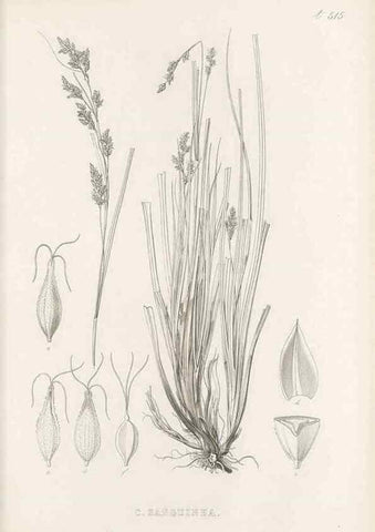 Reproducción/Reproduction 48683349161: Illustrations of the genus Carex. London :William Pamplin,1858-1867.. 