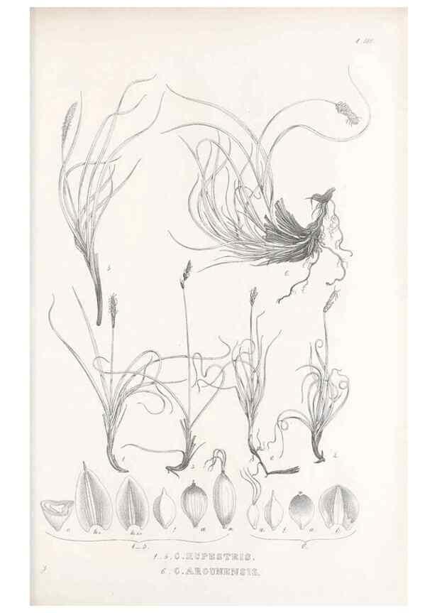 Reproducción/Reproduction 48683525042: Illustrations of the genus Carex. London :William Pamplin,1858-1867.. 