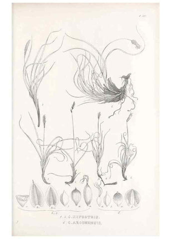 Reproducción/Reproduction 48683525042: Illustrations of the genus Carex. London :William Pamplin,1858-1867.. 