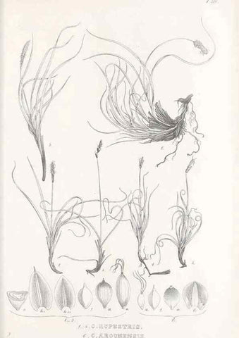 Reproducción/Reproduction 48683525042: Illustrations of the genus Carex. London :William Pamplin,1858-1867.. 