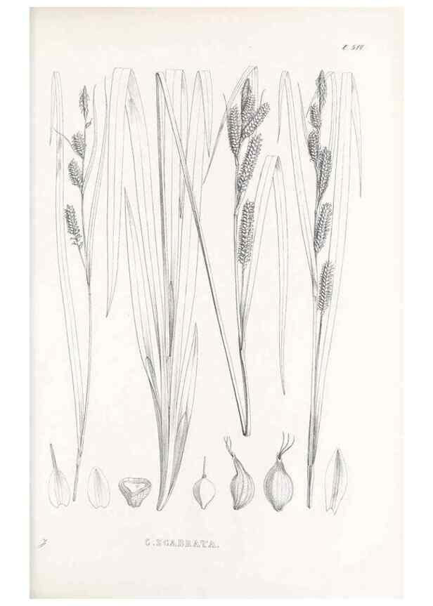 Reproducción/Reproduction 48683349886: Illustrations of the genus Carex. London :William Pamplin,1858-1867.. 